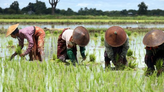 Ilustrasi Cocok Tanam